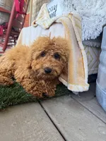 Jewels, a female Miniature Labradoodle for sale in Bowling Green, KY – 1 of 6