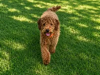 Epic, a male Cavapoo for sale in Bowling Green, KY – 3 of 4