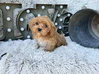 Ava, a female Cavapoo for sale in Bowling Green, KY – 6 of 10