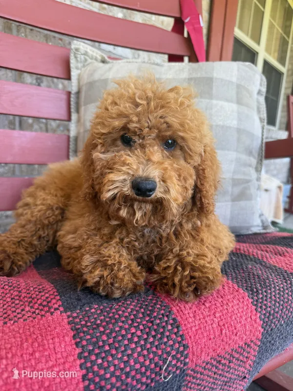 Jasper – Miniature Labradoodle puppy for sale in Bowling Green, KY