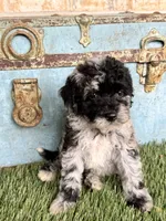 Shadow, a female Bernedoodle for sale in Bowling Green, KY – 4 of 5