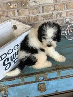 Beau, a male Miniature Bernedoodle for sale in Bowling Green, KY – 4 of 8