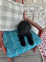 Elsa, a female Cavapoo for sale in Bowling Green, KY – 7 of 7