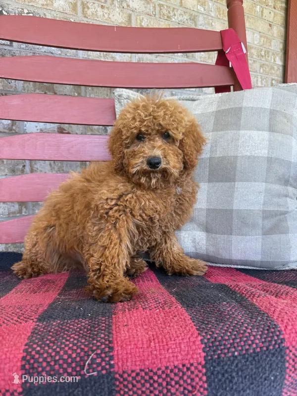 Jasper – Miniature Labradoodle puppy for sale in Bowling Green, KY