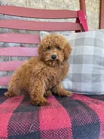 Jasper, a male Miniature Labradoodle for sale in Bowling Green, KY – 2 of 4