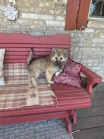 Raner, a male Pomsky for sale in Bowling Green, KY – 3 of 5