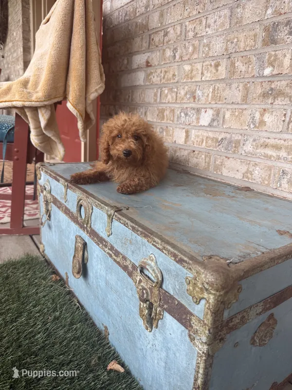 Cami – Miniature Labradoodle puppy for sale in Bowling Green, KY