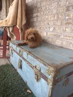 Cami, a female Miniature Labradoodle for sale in Bowling Green, KY – 4 of 7