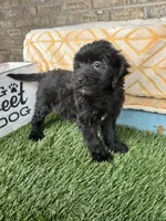 Nina, a male Sheepadoodle and Miniature Bernedoodle for sale in Bowling Green, KY – 3 of 3
