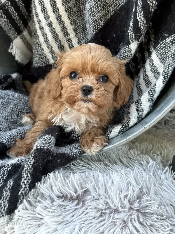 Autumn – Cavapoo puppy for sale in Bowling Green, KY