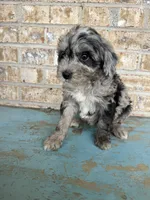 Sydney, a female Bernedoodle for sale in Bowling Green, KY – 5 of 5