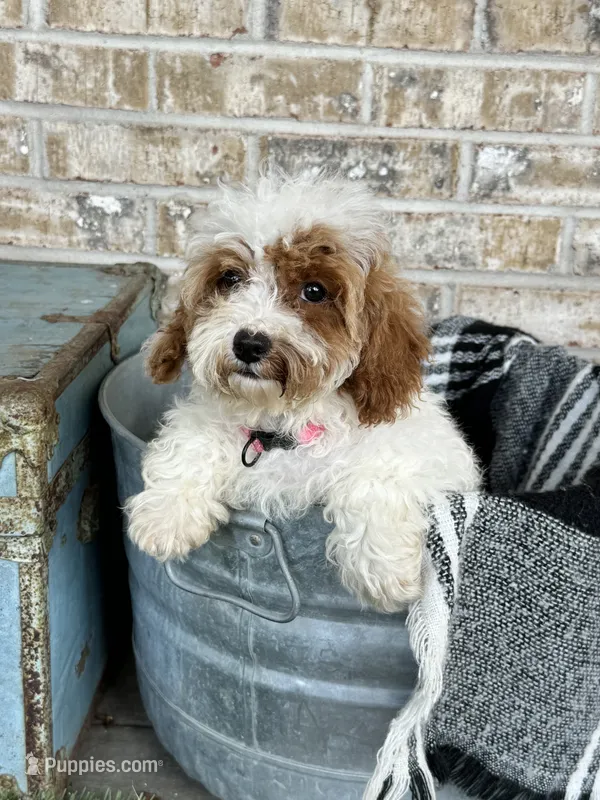 Reese – Cavapoo puppy for sale in Bowling Green, KY