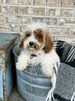Reese, a female Cavapoo for sale in Bowling Green, KY – 7 of 7