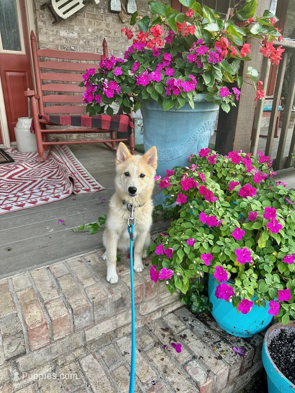 Hunter – Pomsky puppy for sale in Bowling Green, KY