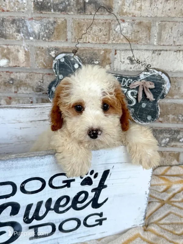 Brook – Miniature Bernedoodle puppy for sale in Bowling Green, KY
