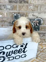Brook, a female Miniature Bernedoodle for sale in Bowling Green, KY – 5 of 6