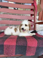 Bailey, a female Miniature Bernedoodle for sale in Bowling Green, KY – 2 of 8