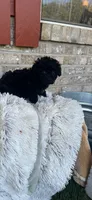 Lola, a female Cavapoo for sale in Bowling Green, KY – 2 of 4