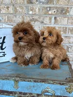 Apple, a female Cavapoo for sale in Bowling Green, KY – 5 of 6