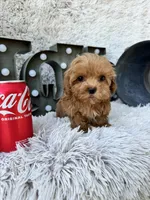 Apple, a female Cavapoo for sale in Bowling Green, KY – 4 of 10