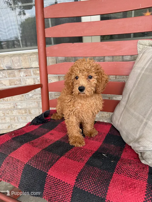 Ginger – Miniature Labradoodle puppy for sale in Bowling Green, KY