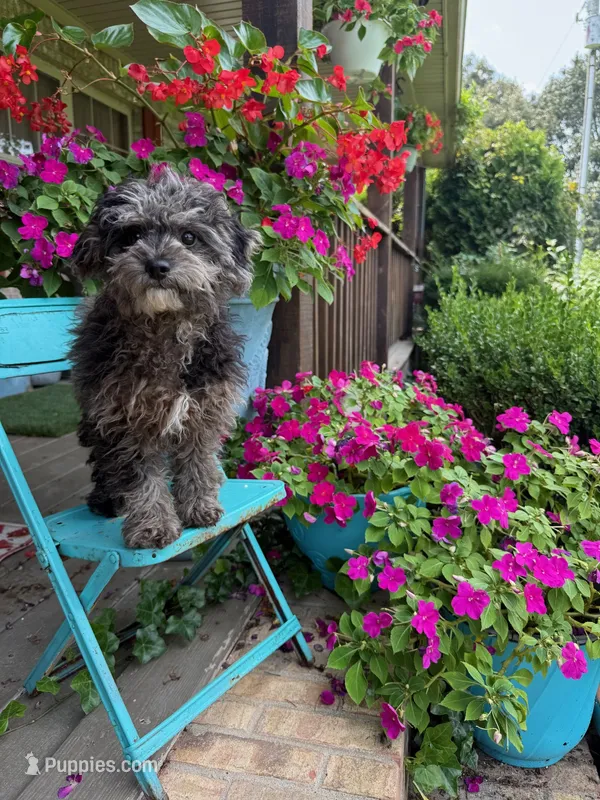 Leo – Cavapoo puppy for sale in Bowling Green, KY