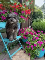 Leo, a male Cavapoo for sale in Bowling Green, KY – 3 of 5