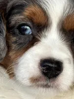 Emmy, a female Cavapoo for sale in Bowling Green, KY – Photo 3 of 7