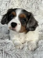 Emmy, a female Cavapoo for sale in Bowling Green, KY – Photo 5 of 7