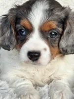 Emmy, a female Cavapoo for sale in Bowling Green, KY – Photo 1 of 7