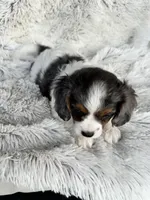 Emmy, a female Cavapoo for sale in Bowling Green, KY – Photo 6 of 7