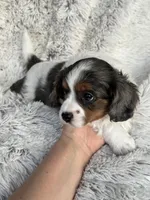 Emmy, a female Cavapoo for sale in Bowling Green, KY – Photo 7 of 7