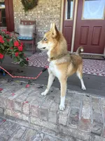 Hugo, a male Pomsky for sale in Bowling Green, KY – 9 of 10