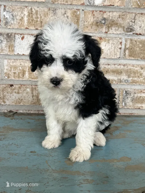 S'mores – Sheepadoodle, Miniature Bernedoodle puppy for sale in Bowling Green, KY