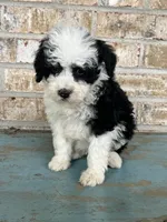 S'mores, a female Sheepadoodle and Miniature Bernedoodle for sale in Bowling Green, KY – 3 of 5