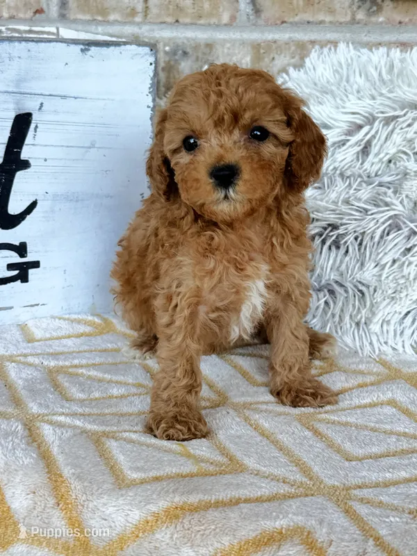 Reid – Cavapoo puppy for sale in Bowling Green, KY