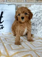 Reid, a male Cavapoo for sale in Bowling Green, KY – 5 of 5