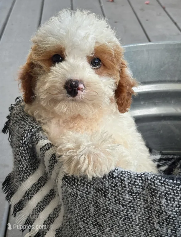 Brook – Miniature Bernedoodle puppy for sale in Bowling Green, KY