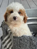Brook, a female Miniature Bernedoodle for sale in Bowling Green, KY – 1 of 6