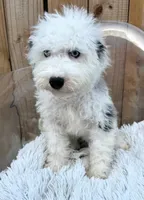 Nitro, a male Sheepadoodle for sale in Bowling Green, KY – 1 of 7