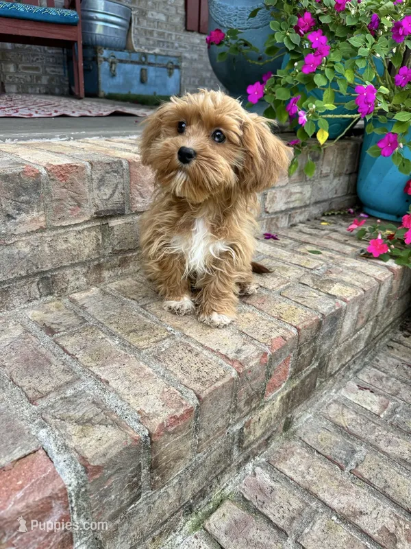 Ava (mini) – Cavapoo puppy for sale in Bowling Green, KY