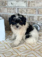 Bonnie, a female Miniature Bernedoodle for sale in Bowling Green, KY – 3 of 7