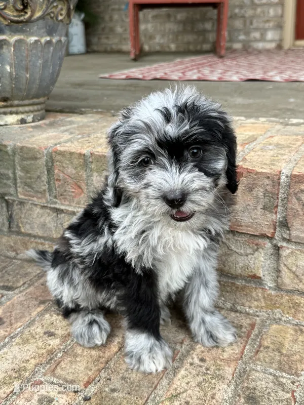Nala – Sheepadoodle, Miniature Bernedoodle puppy for sale in Bowling Green, KY