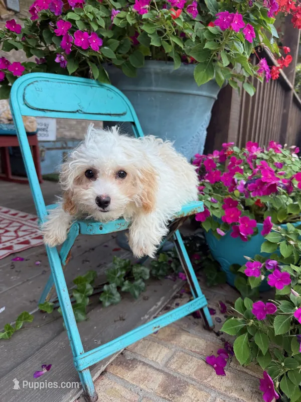 Lex – Cavapoo puppy for sale in Bowling Green, KY