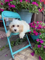 Lex, a male Cavapoo for sale in Bowling Green, KY – 4 of 4