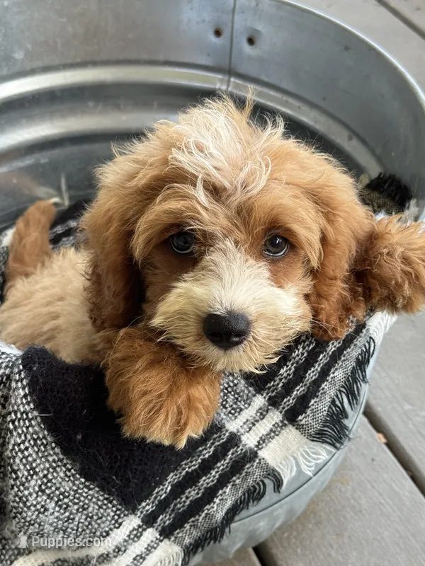 Beaver – Miniature Bernedoodle puppy for sale in Bowling Green, KY