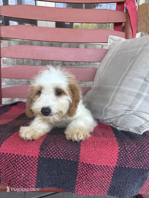 Bailey – Miniature Bernedoodle puppy for sale in Bowling Green, KY