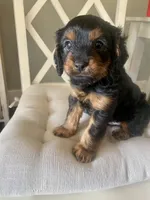 Milo, a male Cavapoo for sale in Bowling Green, KY – 3 of 7