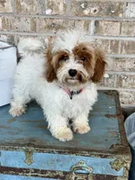 Reese, a female Cavapoo for sale in Bowling Green, KY – 3 of 7