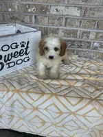 Bailey, a female Miniature Bernedoodle for sale in Bowling Green, KY – 10 of 10